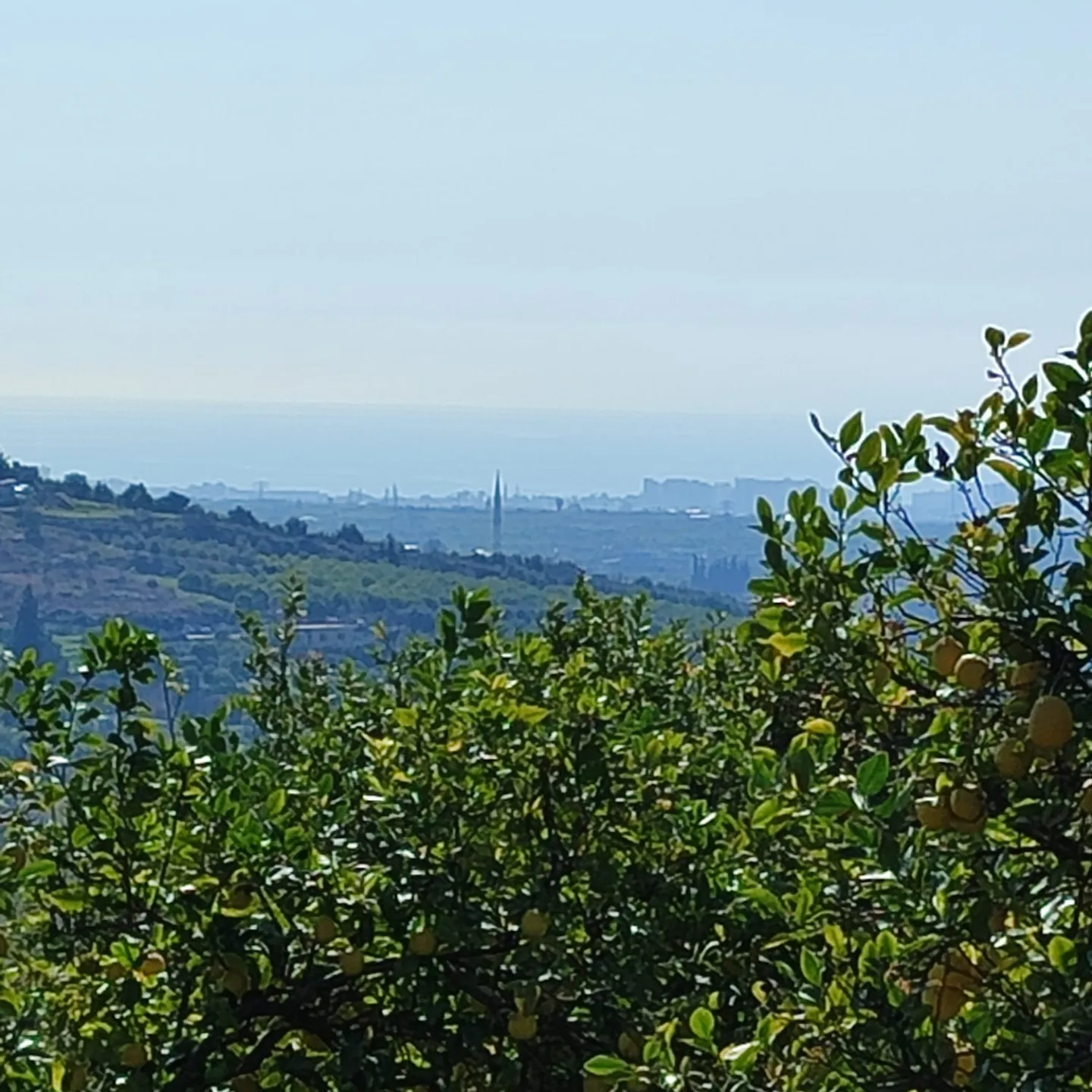 ÇİFTEPINARDA DENİZ MANZARALI SATILIK LİMON BAHÇESİ