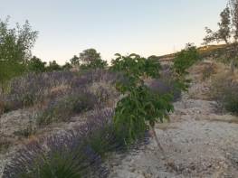 SİLİFKE ÇALTIBOZKIR' DA SATILIK TARLA