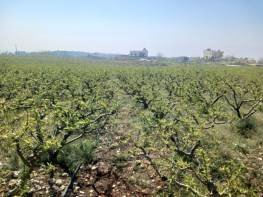 Sıraç’ta Köy İçi İmarlı Şeftali Bahçesi Satılık